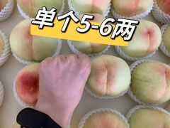 -老袁家蜜桃农场·阳山水蜜桃