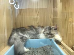 -屋虎猫馆(宝安大仟里店)