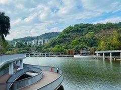 -银湖山郊野公园-相思林