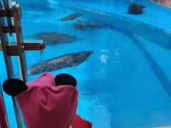 -海合安成都极地海洋公园