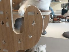 -飞行喵MR PILOT|猫舍·猫咖(静安大融城店)