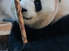 -炮爷东北铁锅炖(棠安路店)