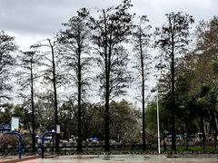 -武汉大学-樱园