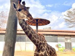 -灵玲国际马戏城