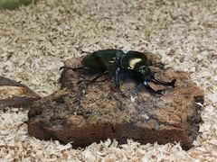 -上海大自然野生昆虫馆(东方明珠·爬宠昆虫探索中心)