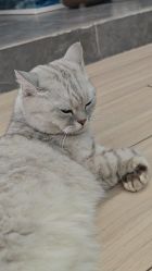 -竹马造型工作室