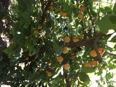 意大利农场-意大利农场度假村