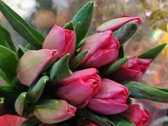 -双季花艺园艺市场(浦东店)