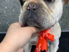 -宠物家(大兴旧宫店)