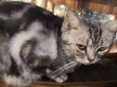 -more than meow吴止猫主题餐厅(承德 中船汇店)
