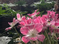 -石家庄市植物园