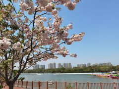 -顾村公园