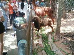 -广东茂名森林公园