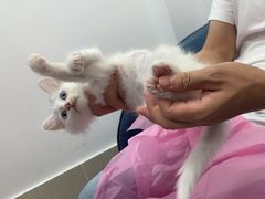 -北京观赏动物医院·24小时大型综合·猫专科·异宠专科