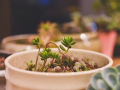 -四姑娘山阿巴郎·藏式花园餐厅