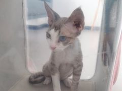 -爱诺耐芙动物医院(万博店)