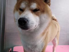 -宠福鑫康馨动物医院·骨科·眼科