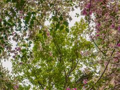 -深圳国际园林花卉博览园