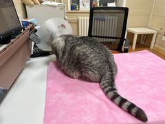 -北京观赏动物医院·24小时大型综合·猫专科·异宠专科