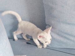 -喵百万·布偶·蓝金金渐层英短·猫舍(百子湾店)