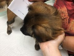 -爱侣·安琦尔宠物医院·中兽医针灸·心内科·狂犬免疫点(宝山区院)