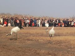 -盐城丹顶鹤湿地生态旅游区