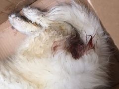 -瑞鹏宠物医院·爱宠堂·骨外专科(西荷分院)