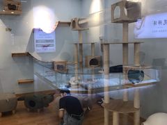 -猫冇咖·家门口的撸猫馆(大融城店)