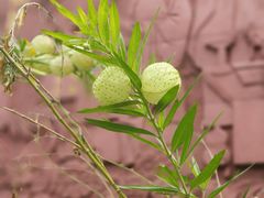 -广州神农草堂中医药博物馆