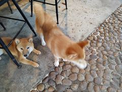 -柴犬高等学院·狗咖·柴犬售卖·宠物训练