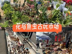 -中环花鸟鱼虫市场