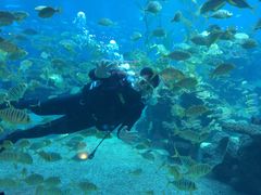 -海棠湾洲际-涛·海底餐厅·龙虾·牛排·美人鱼