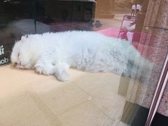 -Pets First伊珊娜洗护·精致美容·家庭式寄养(新会路店)