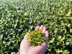 -香芙茗茶楼(梅家坞总店)