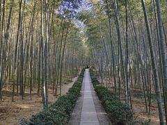 -大奇山国家森林公园