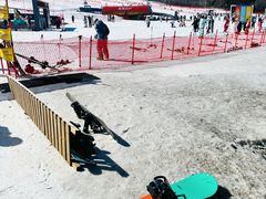 -长白山华美胜地滑雪场