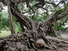 -小洲村