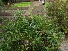 -故乡缘·香格里拉山庄(冷竹路店)
