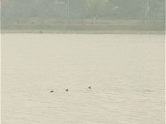 -羊山湖公园