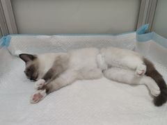 -灵美宠物诊所