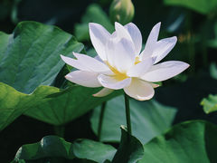 -荷塘月色湿地公园·向阳花洲
