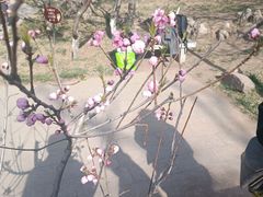 -桃花堤公园