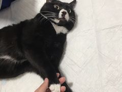 -灵美宠物诊所