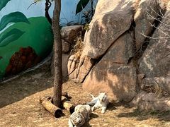 -西霞口神雕山野生动物世界