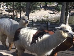 -新疆天山野生动物园