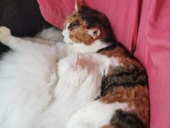 -Anne猫窝咖啡屋