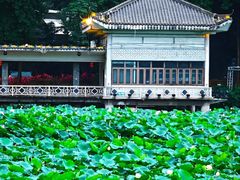 -荔湾湖公园