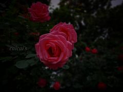 -天鹅湖体育公园