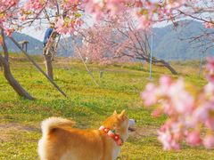 -天适樱花悠乐园