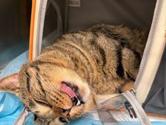 -艾吉宠物医院·疑难杂症转诊中心·猫友好(碧江路院)